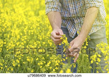 Farmer checking oilseed rape crop. View Large Photo Image Stock Photo - Farmer checking oilseed rape crop.. Fotosearch
