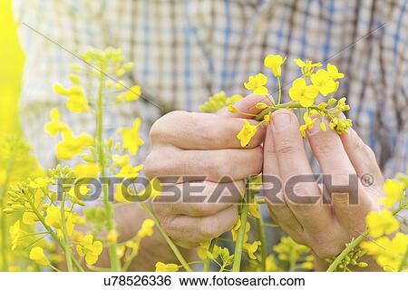 Stock Photograph - Farmer checking oilseed rape crop.. Fotosearch