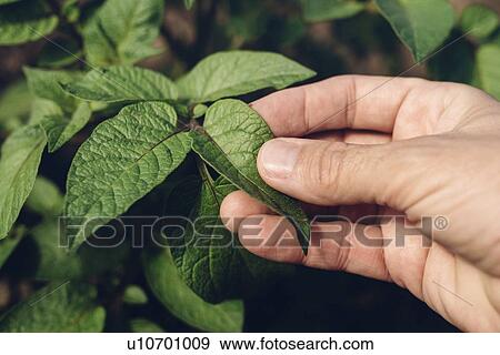 Stock Photo - Farmer checking potato plants.. Fotosearch