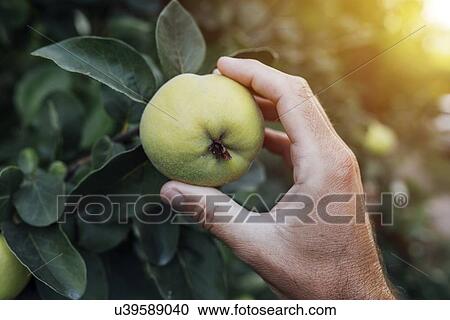 Farmer checking quince fruit. View Large Photo Image Stock Image - Farmer checking quince fruit.. Fotosearch