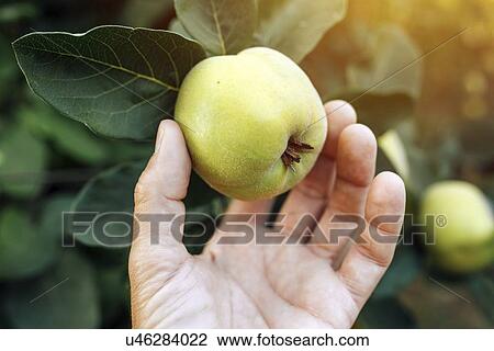 Farmer checking quince fruit. View Large Photo Image Stock Image - Farmer checking quince fruit.. Fotosearch