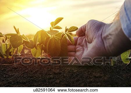 Picture - Farmer checking soybean crop.. Fotosearch