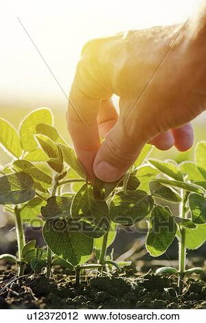Farmer checking soybean crop. View Large Photo Image Stock Image - Farmer checking soybean crop.. Fotosearch