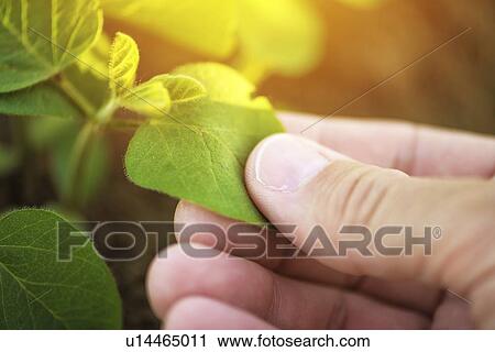 Stock Image - Farmer checking soybean crop.. Fotosearch