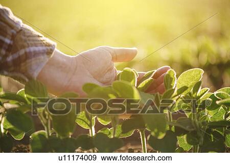 Stock Photo - Farmer checking soybean crop.. Fotosearch