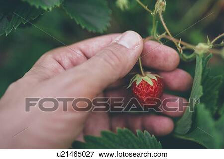 Stock Photo - Farmer checking strawberries.. Fotosearch