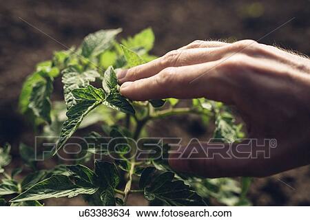 Farmer checking tomato plants. View Large Photo Image Picture - Farmer checking tomato plants.. Fotosearch