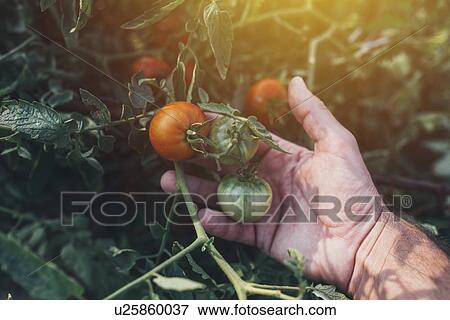 Stock Photo - Farmer checking tomatoes.. Fotosearch