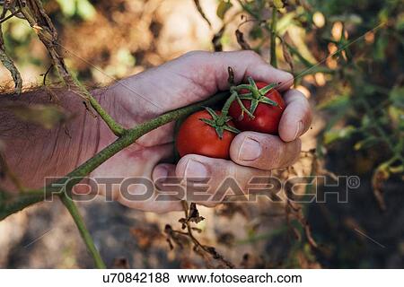 Stock Photo - Farmer checking tomatoes.. Fotosearch