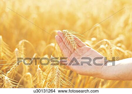 Picture - Farmer checking wheat crop.. Fotosearch