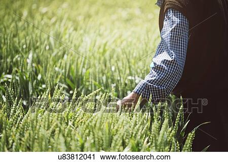 Farmer checking wheat crop. View Large Photo Image Stock Image - Farmer checking wheat crop.. Fotosearch