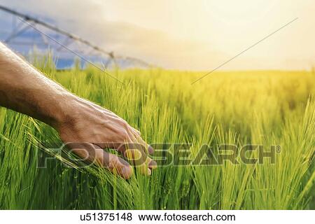 Stock Photo - Farmer checking wheat crop.. Fotosearch