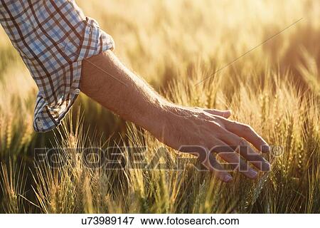 Stock Photo - Farmer checking wheat crop.. Fotosearch