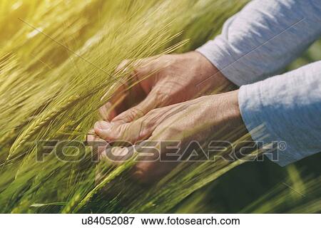 Stock Photo - Farmer checking wheat crop.. Fotosearch