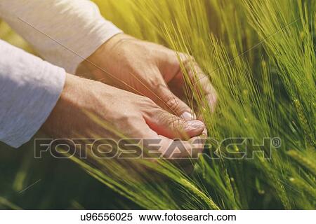 Farmer checking wheat crop. View Large Photo Image Stock Photography - Farmer checking wheat crop.. Fotosearch