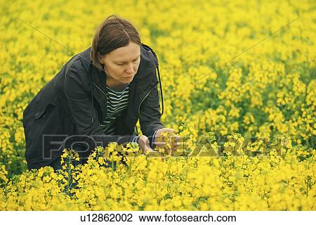 Stock Image - Farmer examining oil seed rape crop.. Fotosearch