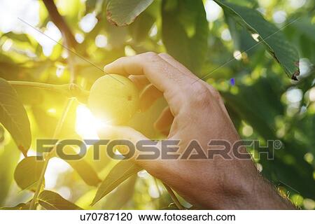 Stock Image - Farmer examining walnut fruit.. Fotosearch