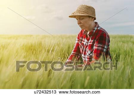 Stock Image - Farmer examining wheat crop.. Fotosearch