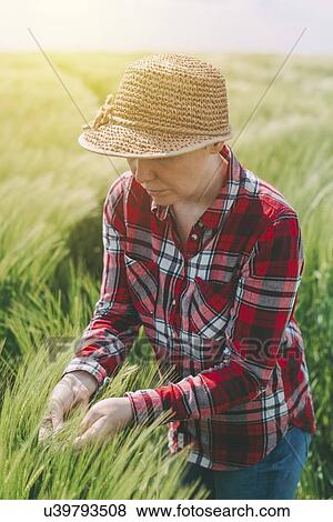 Stock Photo - Farmer examining wheat crop.. Fotosearch
