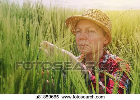 Stock Photography - Farmer examining wheat crop.. Fotosearch