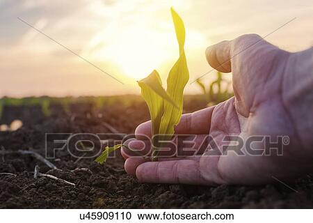 Farmer examining young corn crop. View Large Photo Image Stock Image - Farmer examining young corn crop.. Fotosearch