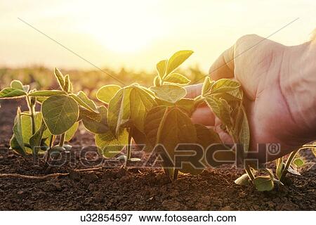 Farmer examining young corn crop. View Large Photo Image Stock Photo - Farmer examining young corn crop.. Fotosearch