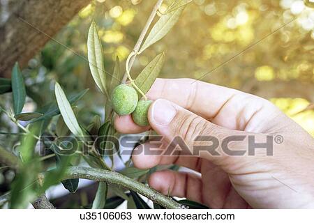 Stock Image - Farmer hand picking fresh green olive fruit from tree branch.. Fotosearch
