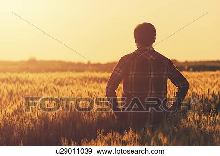 Stock Photo - Farmer in ripe wheat field.. Fotosearch