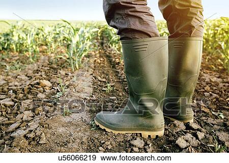 Farmer in rubber boots standing in corn field. View Large Photo Image Stock Photo - Farmer in rubber boots standing in corn field.. Fotosearch