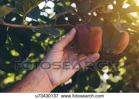 Stock Photo - Farmer picking apple.. Fotosearch