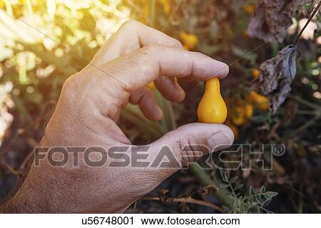 Stock Image - Farmer picking cherry tomato.. Fotosearch