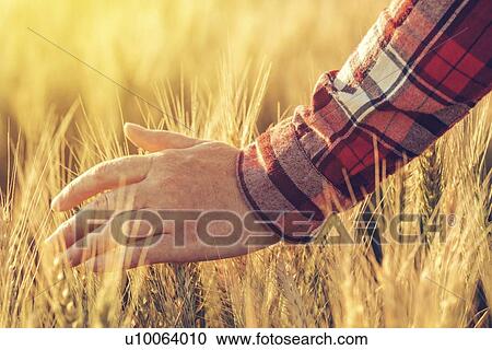 Stock Image - Farmer touching wheat crop.. Fotosearch
