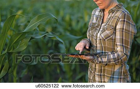 Stock Image - Farmer using digital tablet in field.. Fotosearch