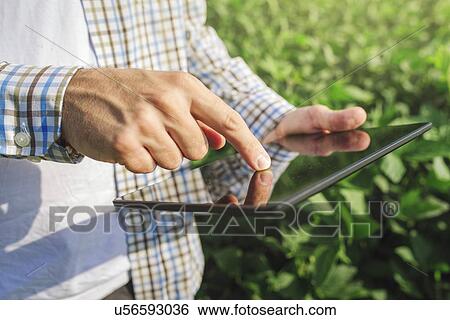 Stock Photograph - Farmer using digital tablet in soybean field.. Fotosearch