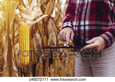 Stock Image - Farmer using digital tablet.. Fotosearch