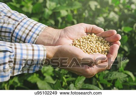 Stock Photo - Farmer with handful of soybean in cultivated field.. Fotosearch