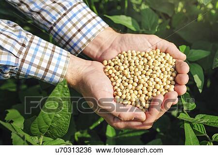 Farmer with handful of soybean in cultivated field. View Large Photo Image Stock Photograph - Farmer with handful of soybean in cultivated field.. Fotosearch