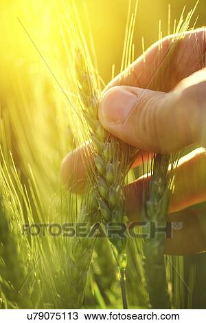 Stock Image - Farming checking wheat crop.. Fotosearch