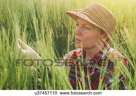 Female farmer examining barley crop. View Large Photo Image Stock Image - Female farmer examining barley crop.. Fotosearch