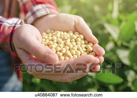 Female farmer with handful of soybean in cultivated field. View Large Photo Image Stock Photo - Female farmer with handful of soybean in cultivated field.. Fotosearch