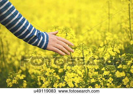 Female hand touching blooming oilseed rape crops. View Large Photo Image Stock Image - Female hand touching blooming oilseed rape crops.. Fotosearch