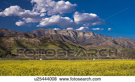 Stock Photo - Field of Yellow mustard and Topa Topa Mountains, Upper Ojai California. Fotosearch