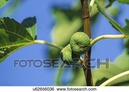 Figs growing on tree. View Large Photo Image Stock Photograph - Figs growing on tree.. Fotosearch