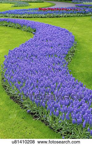 Stock Photo - Flower bed of grape hyacinths (Muscari sp. ).. Fotosearch