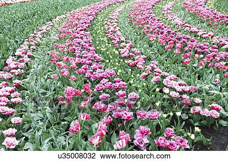 Flowerbed of tulips (Tulipa sp. ). View Large Photo Image Stock Image - Flowerbed of tulips (Tulipa sp. ).. Fotosearch