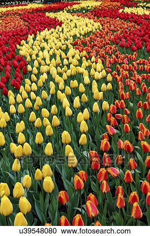Flowerbed of tulips (Tulipa sp. ). View Large Photo Image Stock Image - Flowerbed of tulips (Tulipa sp. ).. Fotosearch