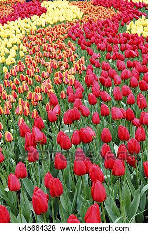 Flowerbed of tulips (Tulipa sp. ). View Large Photo Image Stock Photo - Flowerbed of tulips (Tulipa sp. ).. Fotosearch