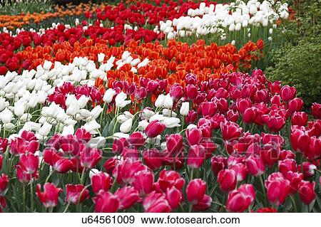 Stock Photo - Flowerbed of tulips (Tulipa sp. ).. Fotosearch
