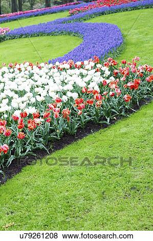 Flowerbeds of tulips (Tulipa sp. ) and grape hyacinths (Muscari sp. ). View Large Photo Image Stock Photo - Flowerbeds of tulips (Tulipa sp. ) and grape hyacinths (Muscari sp. ).. Fotosearch