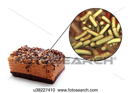 Food infection caused by Shigella bacteria, conceptual illustration. Shigella sp. are Gram-negative rod-shaped bacteria (bacilli) and are the causative agent of human shigellosis. They infect the large intestine and cause dysentery, which can vary in... View Large Photo Image Stock Image - Food infection caused by Shigella bacteria, conceptual illustration. Shigella sp. are Gram-negative rod-shaped bacteria (bacilli) and are the causative agent of human shigellosis. They infect the large intestine and cause dysentery, which can vary in.... Fotosearch